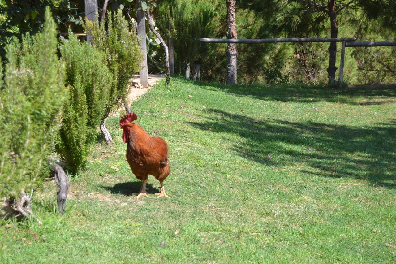 Casa De Campo Vale Do Asno Алтура Екстер'єр фото